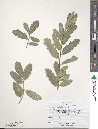 Quercus mohriana image