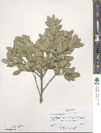 Quercus chrysolepis image