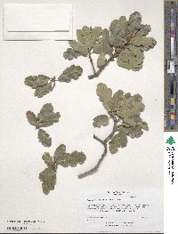 Quercus douglasii image