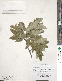 Quercus cerris image