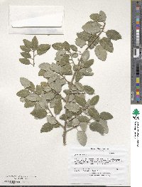 Quercus suber image