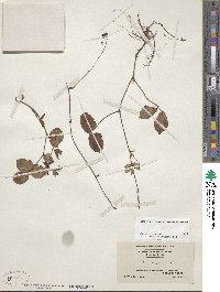 Rubus hispidus image