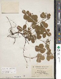 Rubus hispidus image