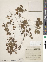 Rubus hispidus image