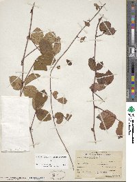 Rubus hispidus image