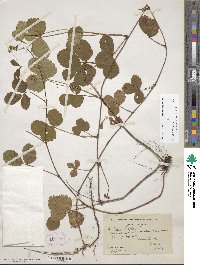 Rubus hispidus image