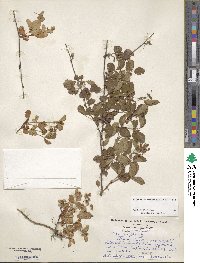 Rubus hispidus image