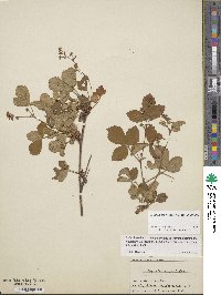 Rubus hispidus image