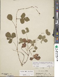 Rubus hispidus image