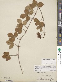 Rubus hispidus image