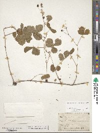 Rubus hispidus image