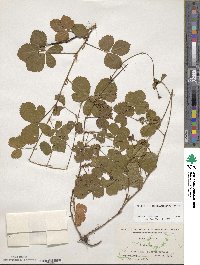 Rubus hispidus image