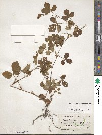 Rubus hispidus image