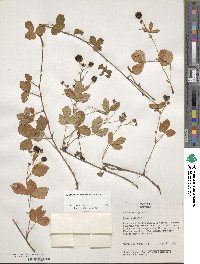 Rubus hispidus image