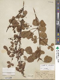 Rubus hispidus image