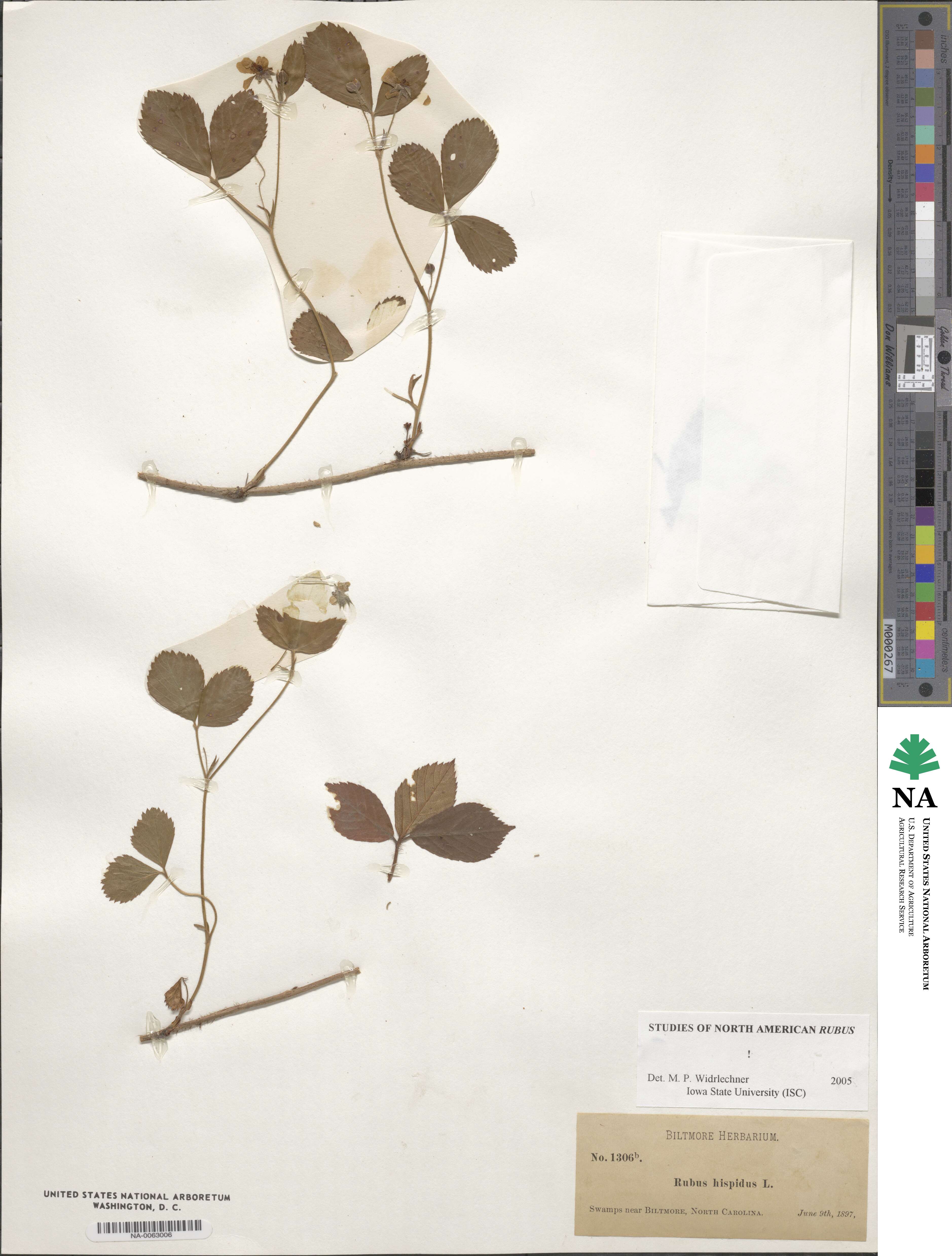 Rubus hispidus image