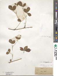 Rubus hispidus image