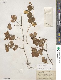 Rubus hispidus image