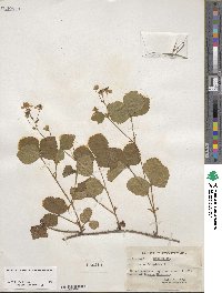 Rubus hispidus image