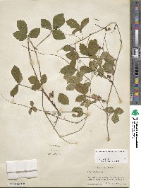 Rubus hispidus image