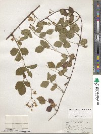 Rubus hispidus image