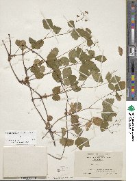 Rubus hispidus image