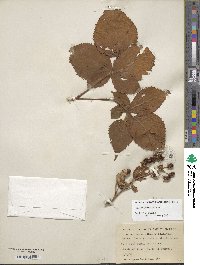 Rubus allegheniensis image