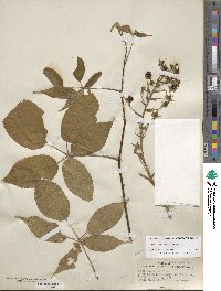 Rubus allegheniensis image