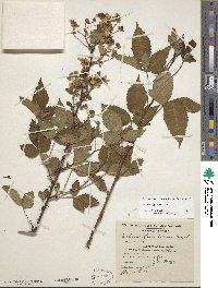 Rubus allegheniensis image