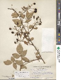 Rubus allegheniensis image