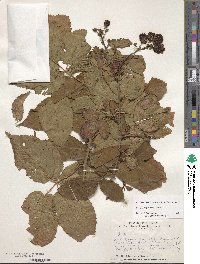 Rubus allegheniensis image