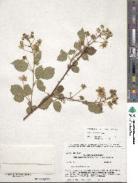 Rubus allegheniensis image