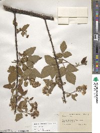 Rubus argutus image