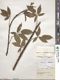 Rubus argutus image