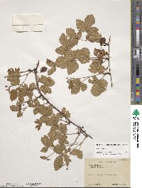 Rubus hispidus image