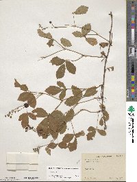 Rubus hispidus image