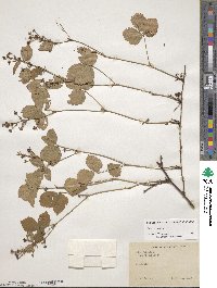 Rubus hispidus image