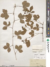 Rubus hispidus image