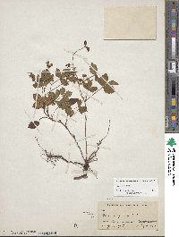 Rubus hispidus image