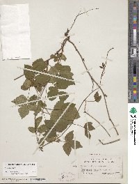 Rubus hispidus image