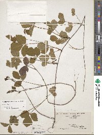 Rubus hispidus image