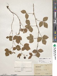 Rubus hispidus image