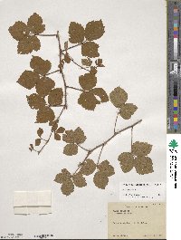 Rubus hispidus image