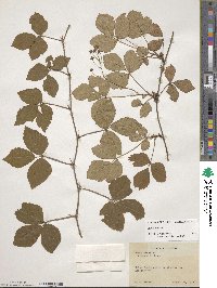 Rubus hispidus image