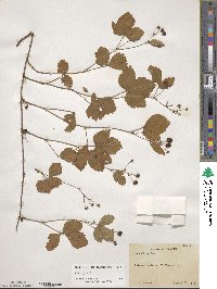 Rubus hispidus image