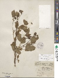 Rubus missouricus image