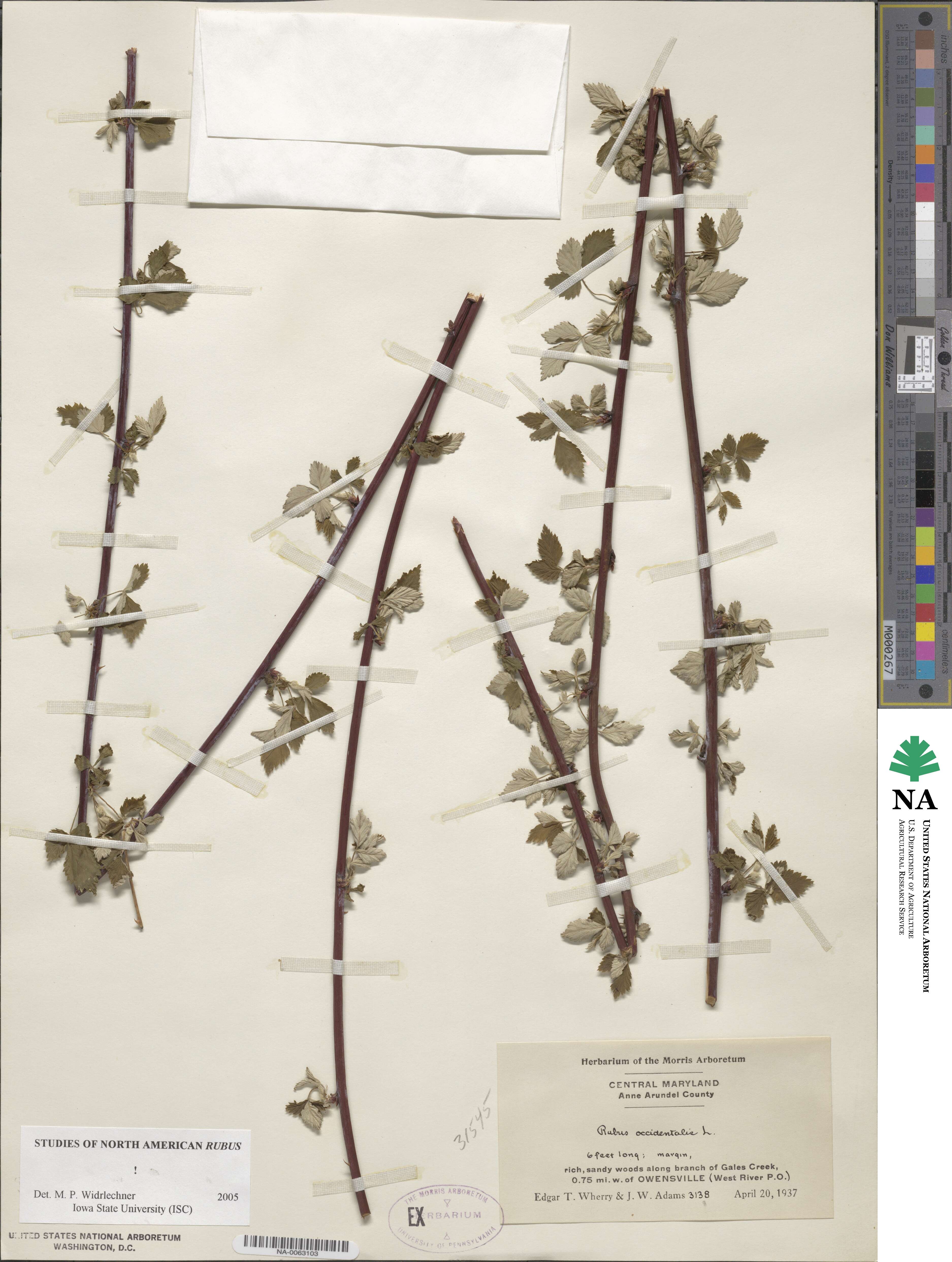 Rubus occidentalis image