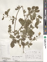 Rubus flagellaris image