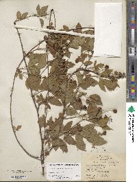 Rubus flagellaris image