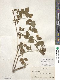 Rubus flagellaris image